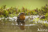 European Robin (Erithacus rubecula)