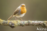 European Robin (Erithacus rubecula)