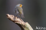 European Robin (Erithacus rubecula)