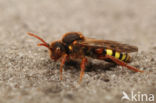Cuckoo bee (Nomada lathburiana)