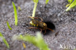 Roodharige wespbij (Nomada lathburiana)