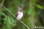 Common Rosefinch (Carpodacus erythrinus)