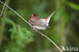 Roodmus (Carpodacus erythrinus)