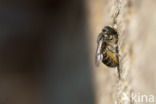 Rosse metselbij (Osmia bicornis)