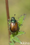 Rozenkever (Phyllopertha horticula)