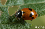 spotted amber ladybird (Hippodamia variegata)