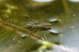 Common pond skater (Gerris lacustris)