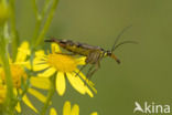 Schorpioenvlieg (Panorpa communis)