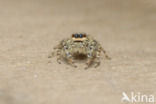 Jumping Spider (Marpissa muscosa)
