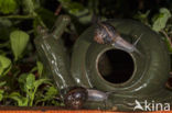 Common Garden Snail (Helix aspersa aspersa)