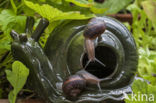 Common Garden Snail (Helix aspersa aspersa)