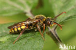 Signaalwespbij (Nomada signata)