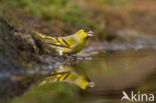 Eurasian Siskin (Carduelis spinus)