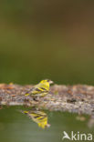 Eurasian Siskin (Carduelis spinus)