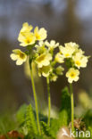 Oxlip (Primula elatior)