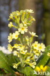 Oxlip (Primula elatior)