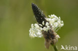 Smalle weegbree (Plantago lanceolata)