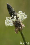 Ribwort Plantain (Plantago lanceolata)