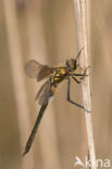 Downy Emerald (Cordulia aenea)