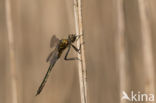 Smaragdlibel (Cordulia aenea)