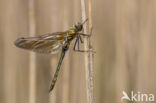 Downy Emerald (Cordulia aenea)