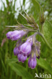 smeerwortel (Symphytum grandiflorum)