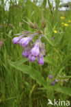 smeerwortel (Symphytum grandiflorum)