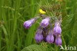 smeerwortel (Symphytum grandiflorum)