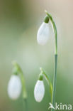 Sneeuwklokje (Galanthus spec.)