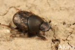 Snuitkever (Onthophagus similis)
