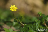 Lesser Celandine (Ranunculus ficaria)