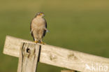 Sparrow Hawk (Accipiter nisus)