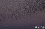 European Starling (Sturnus vulgaris)