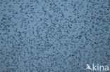 European Starling (Sturnus vulgaris)