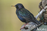 European Starling (Sturnus vulgaris)