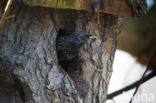 European Starling (Sturnus vulgaris)