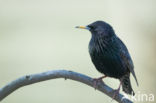 European Starling (Sturnus vulgaris)