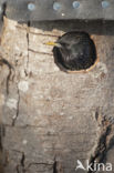 Spreeuw (Sturnus vulgaris)