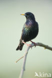 European Starling (Sturnus vulgaris)