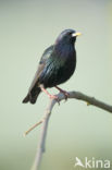 European Starling (Sturnus vulgaris)