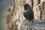 European Starling (Sturnus vulgaris)