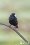 European Starling (Sturnus vulgaris)