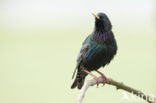 European Starling (Sturnus vulgaris)