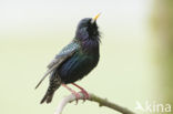 European Starling (Sturnus vulgaris)