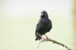 European Starling (Sturnus vulgaris)