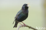 European Starling (Sturnus vulgaris)