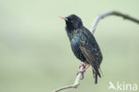 Spreeuw (Sturnus vulgaris)