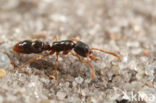 Ponera coarctata
