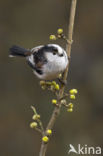 Long-tailed Tit (Aegithalos caudatus)