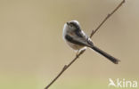 Long-tailed Tit (Aegithalos caudatus)